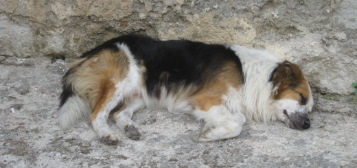 Image of a dog asleep