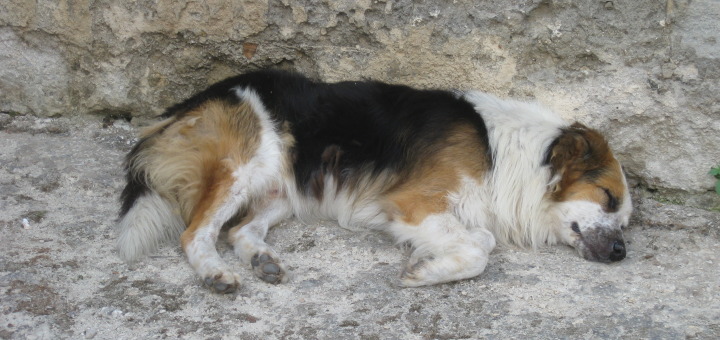 Image of a dog asleep