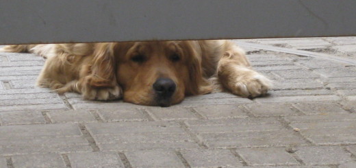 Image of dog lying down