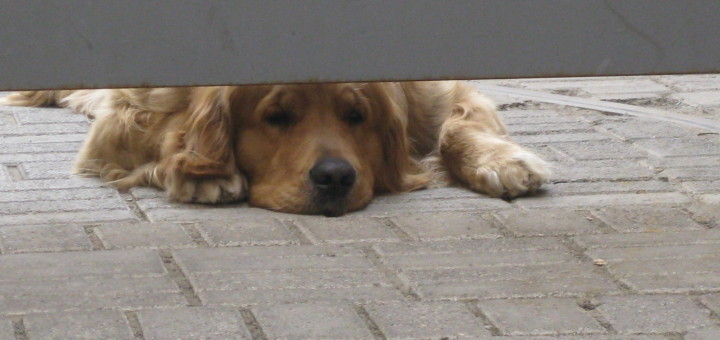 Image of dog lying down