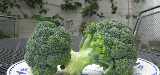 Image of broccoli on a plate