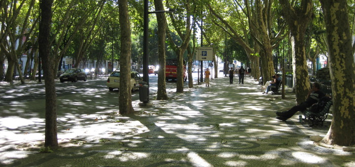 Image of an avenue of trees